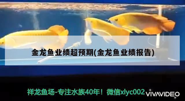 金龙鱼业绩超预期(金龙鱼业绩报告) 其它水族用具设备