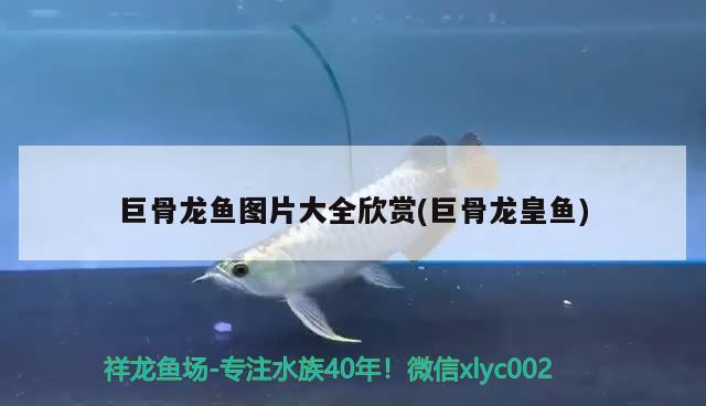 魟鱼会攻击其他鱼吗：魟鱼会攻击人吗 观赏鱼 第3张