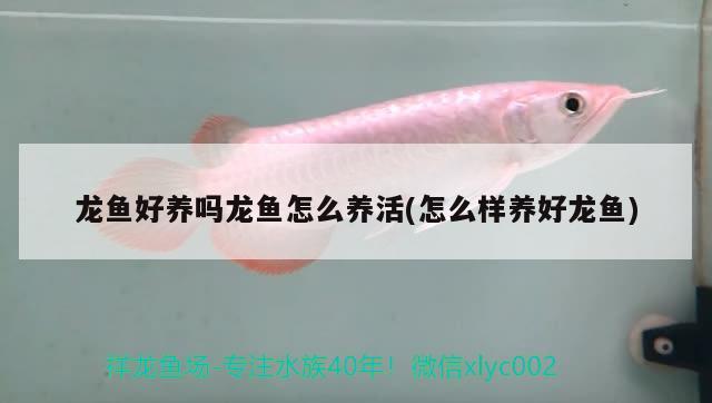 天津市蓟州区卖鱼缸的电话地址：天津市蓟州区卖鱼缸的电话地址在哪里 养鱼的好处 第2张