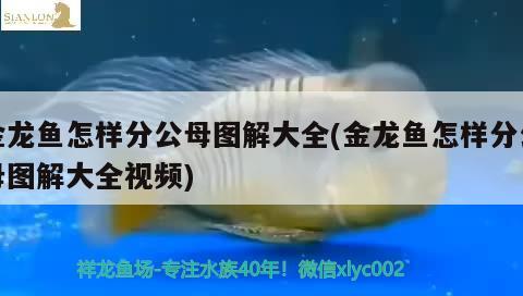 金龙鱼怎样分公母图解大全(金龙鱼怎样分公母图解大全视频) 白子金龙鱼