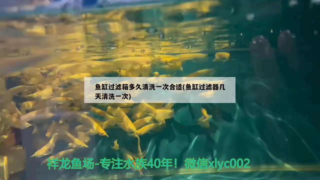 鱼缸过滤箱多久清洗一次合适(鱼缸过滤器几天清洗一次) 申古三间鱼