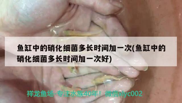 鱼缸中的硝化细菌多长时间加一次(鱼缸中的硝化细菌多长时间加一次好) 硝化细菌