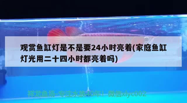 观赏鱼缸灯是不是要24小时亮着(家庭鱼缸灯光用二十四小时都亮着吗)