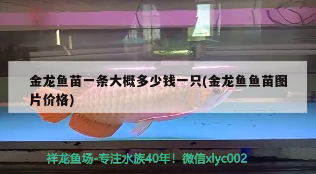 金龙鱼苗一条大概多少钱一只(金龙鱼鱼苗图片价格) 广州水族器材滤材批发市场