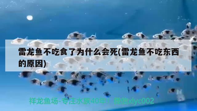 雷龙鱼不吃食了为什么会死(雷龙鱼不吃东西的原因) 鱼缸清洁用具