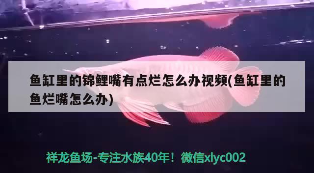 鱼缸里的锦鲤嘴有点烂怎么办视频(鱼缸里的鱼烂嘴怎么办) 鱼缸/水族箱