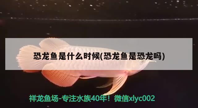 恐龙鱼是什么时候(恐龙鱼是恐龙吗) 广州水族器材滤材批发市场