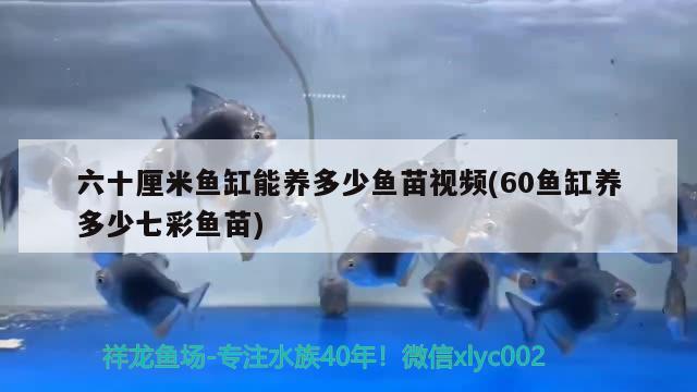 六十厘米鱼缸能养多少鱼苗视频(60鱼缸养多少七彩鱼苗)