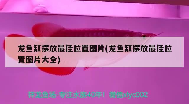 龙鱼缸摆放最佳位置图片(龙鱼缸摆放最佳位置图片大全) 三间鼠鱼