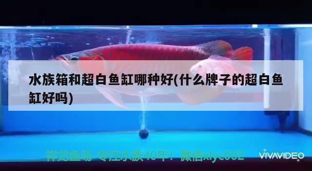 水族箱和超白鱼缸哪种好(什么牌子的超白鱼缸好吗)