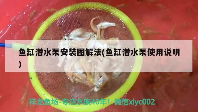 鱼缸潜水泵安装图解法(鱼缸潜水泵使用说明) 虎鱼百科