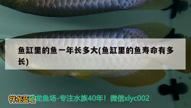 鱼缸里的鱼一年长多大(鱼缸里的鱼寿命有多长) 黄金斑马鱼