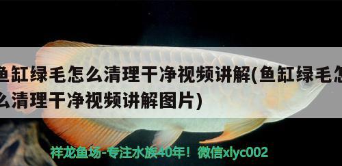 鱼缸绿毛怎么清理干净视频讲解(鱼缸绿毛怎么清理干净视频讲解图片)