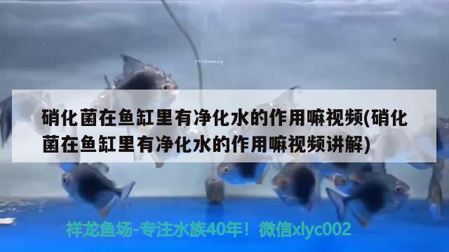 硝化菌在鱼缸里有净化水的作用嘛视频(硝化菌在鱼缸里有净化水的作用嘛视频讲解) 眼斑鱼