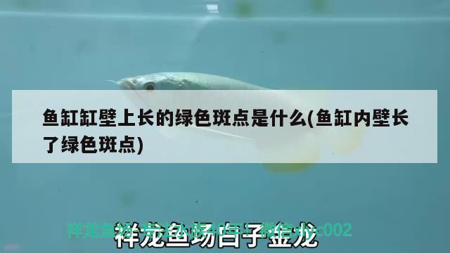 鱼缸缸壁上长的绿色斑点是什么(鱼缸内壁长了绿色斑点)