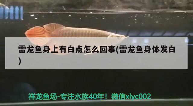 金龙鱼属于淡水鱼还是海水鱼(金龙鱼属于淡水鱼还是海水鱼呢)