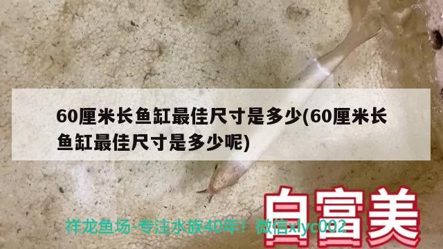 60厘米长鱼缸最佳尺寸是多少(60厘米长鱼缸最佳尺寸是多少呢) 细线银版鱼