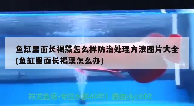 鱼缸里面长褐藻怎么样防治处理方法图片大全(鱼缸里面长褐藻怎么办) 羽毛刀鱼苗 第2张