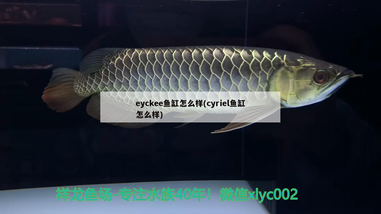 eyckee鱼缸怎么样(cyriel鱼缸怎么样)