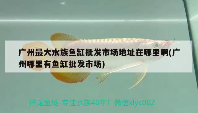 广州最大水族鱼缸批发市场地址在哪里啊(广州哪里有鱼缸批发市场) 金龙福龙鱼