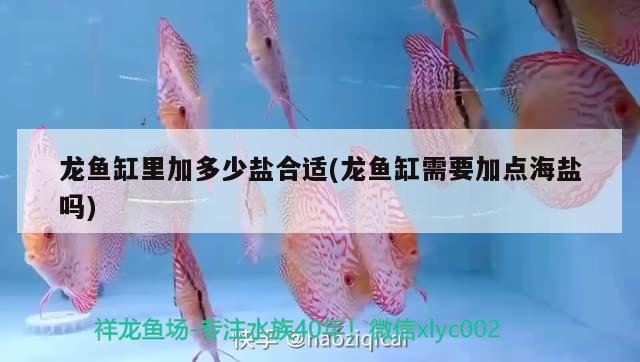 龙鱼缸里加多少盐合适(龙鱼缸需要加点海盐吗) 广州龙鱼批发市场