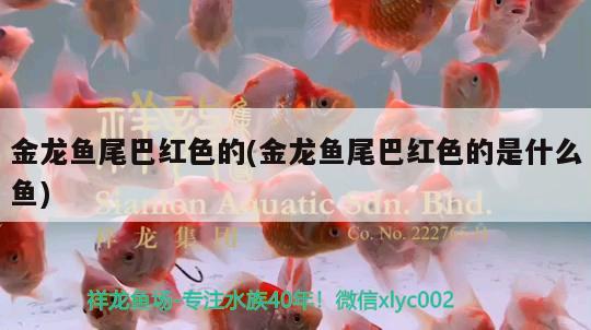 义县义州镇森森水族用品店 水族用品 第4张