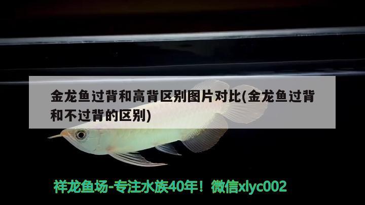 鱼缸氧气泵鱼缸氧气泵有什么作用鱼缸氧气泵有什么作用，鱼缸氧气泵有什么作用 祥龙龙鱼专用水族灯 第1张