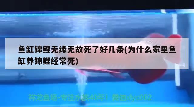 鱼缸锦鲤无缘无故死了好几条(为什么家里鱼缸养锦鲤经常死) 海象鱼