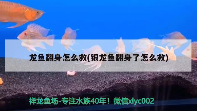 龙鱼翻身怎么救(银龙鱼翻身了怎么救) 银龙鱼