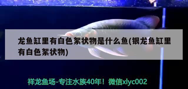 一米鱼缸布景效果图大全(12米鱼缸布景效果图) 水族世界