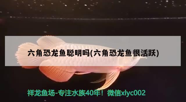 6月初准备去上海，只想找好上海最大花鸟批发市场在哪，上海松江区哪里有宠物市场，或者花鸟市场 养鱼的好处 第2张