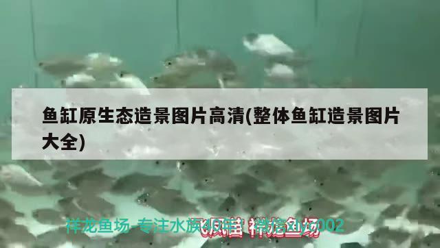 鱼缸原生态造景图片高清(整体鱼缸造景图片大全) 广州水族器材滤材批发市场