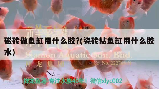 磁砖做鱼缸用什么胶?(瓷砖粘鱼缸用什么胶水) 梦幻雷龙鱼