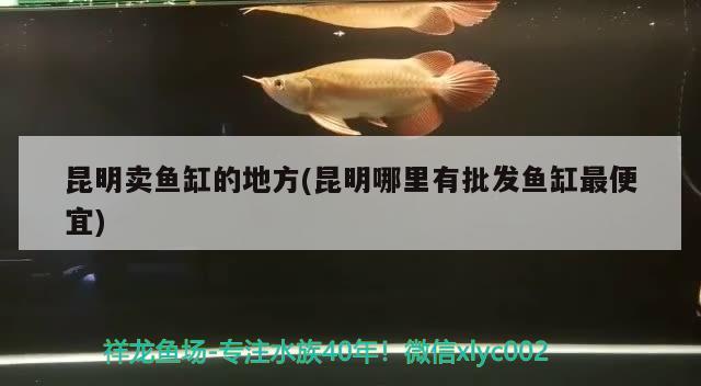 昆明卖鱼缸的地方(昆明哪里有批发鱼缸最便宜) 大正锦鲤鱼