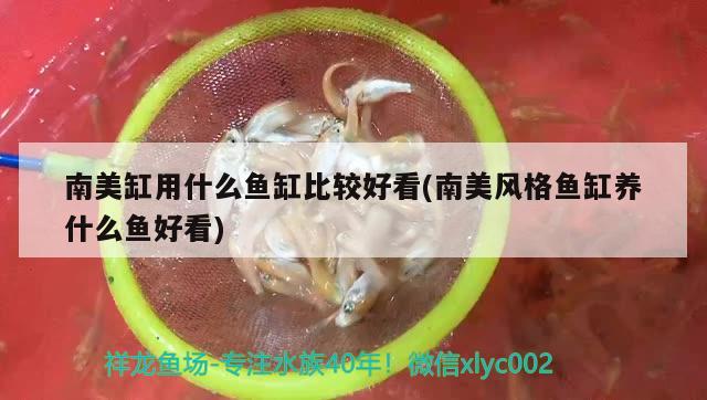 南美缸用什么鱼缸比较好看(南美风格鱼缸养什么鱼好看) 红尾平克鱼