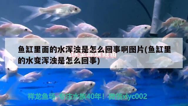 鱼缸里面的水浑浊是怎么回事啊图片(鱼缸里的水变浑浊是怎么回事)