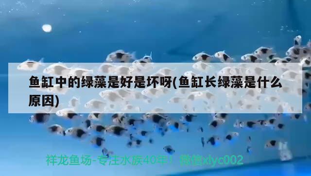 水族馆鱼缸摆放图片欣赏(鱼缸室内摆放位置图片)