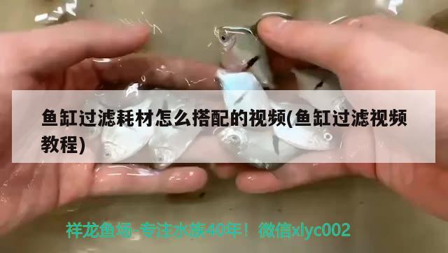 鱼缸过滤耗材怎么搭配的视频(鱼缸过滤视频教程) 金头过背金龙鱼