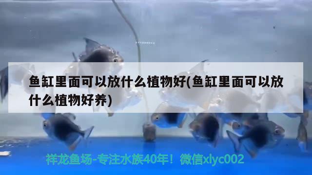 鱼缸里面可以放什么植物好(鱼缸里面可以放什么植物好养) 雪龙鱼