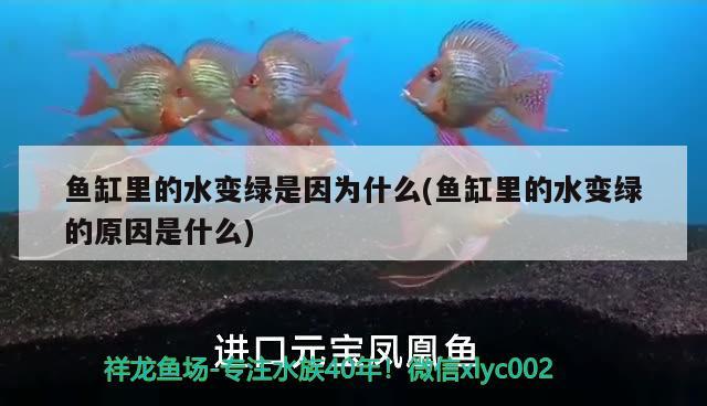龙鱼买卖平台官网：龙鱼网购 广州水族批发市场 第1张