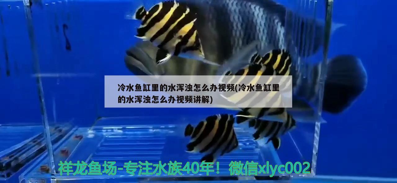 冷水鱼缸里的水浑浊怎么办视频(冷水鱼缸里的水浑浊怎么办视频讲解) 帝王血钻鱼