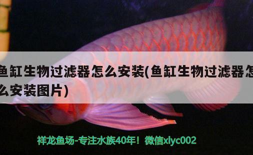 鱼缸生物过滤器怎么安装(鱼缸生物过滤器怎么安装图片)