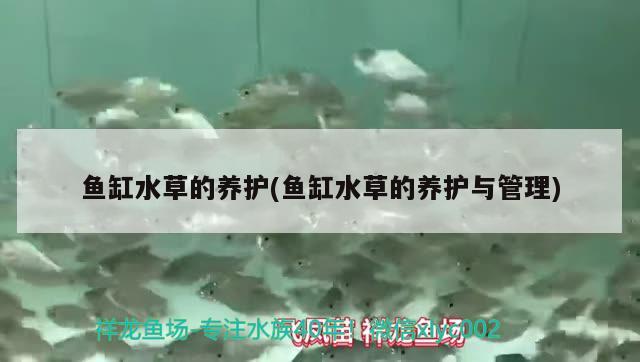 汕尾水族批发市场地址电话号码是多少（西安最大水族批发市场电话号码） 养鱼知识 第2张