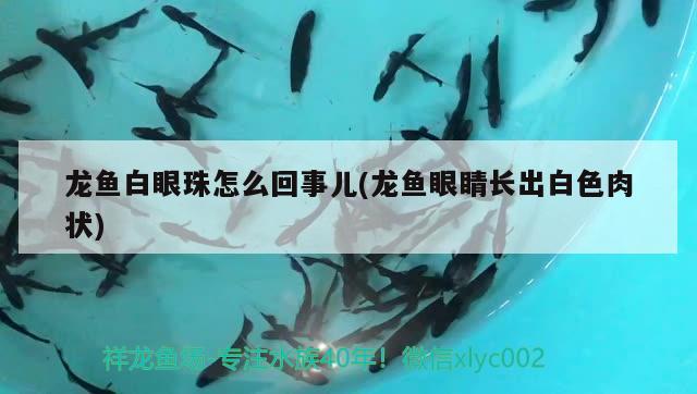 龙鱼白眼珠怎么回事儿(龙鱼眼睛长出白色肉状) 球鲨鱼