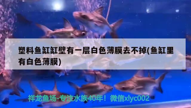 夏天鱼缸水浑浊怎么解决：夏季鱼缸水发黄怎么办 广州水族批发市场 第3张