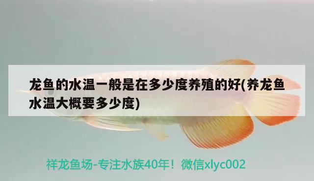 黑鱼的养殖方法及养殖技术，养殖黑鱼有什么技巧 红眼黄化幽灵火箭鱼|皇家火箭鱼 第1张