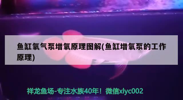 鱼缸氧气泵增氧原理图解(鱼缸增氧泵的工作原理) 鱼缸百科