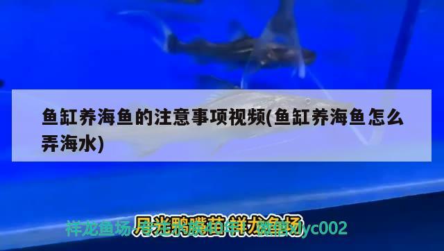 鱼缸养海鱼的注意事项视频(鱼缸养海鱼怎么弄海水) 哥伦比亚巨暴鱼苗