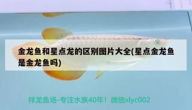 体表是银色的观赏鱼：浑身银色发亮的鱼 广州水族批发市场 第3张