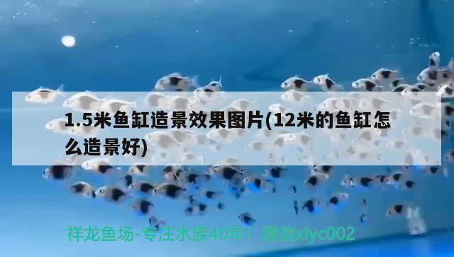 1.5米鱼缸造景效果图片(12米的鱼缸怎么造景好) 哥伦比亚巨暴鱼苗